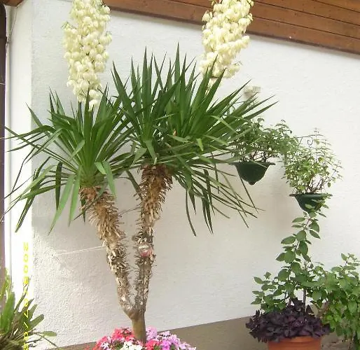 Gertrud Flatz Apartment Sankt Anton im Montafon